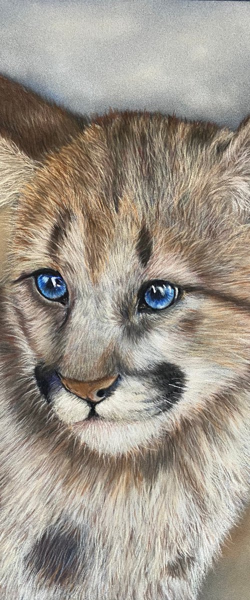 Cougar cub by Maxine Taylor