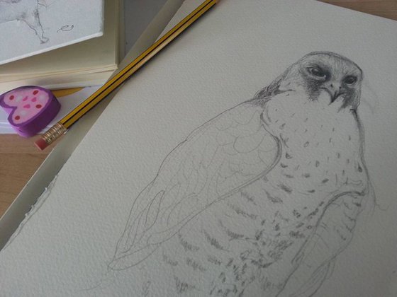 Winter Peregrine Falcon