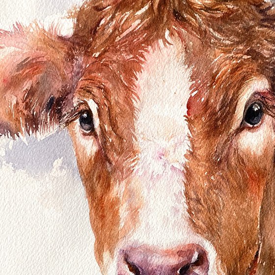 Brown Cow_ Midsummer Gaze