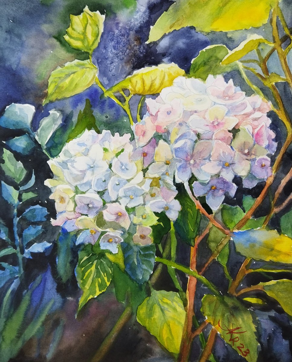 Hydrangeas flowers by Ann Krasikova