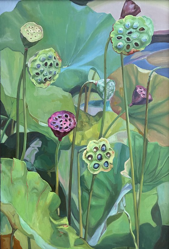 Lotus pond. Seed pods