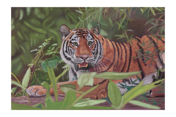 Siberian Tiger pastel (framed)