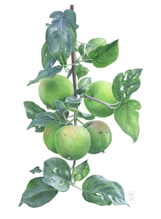 Green Apples