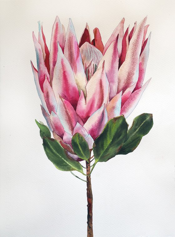 Protea