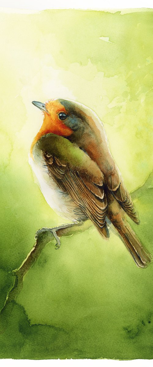 Robin bird in spring greenery by Karolina Kijak