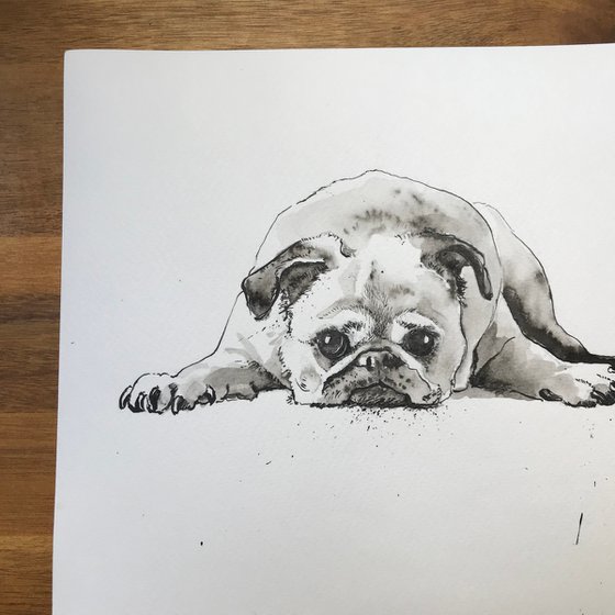 Pug