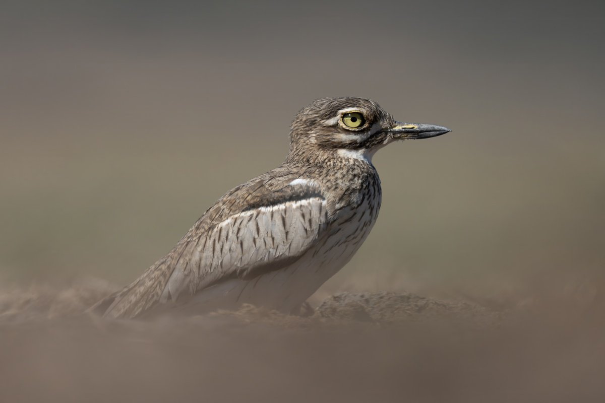 Dust Bird by Nick Dale