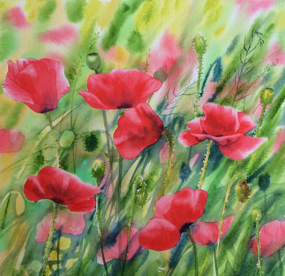 Poppies