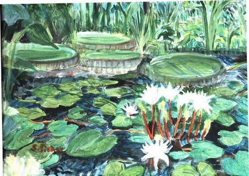 tropical water lilies on a pond by Sandra Fisher