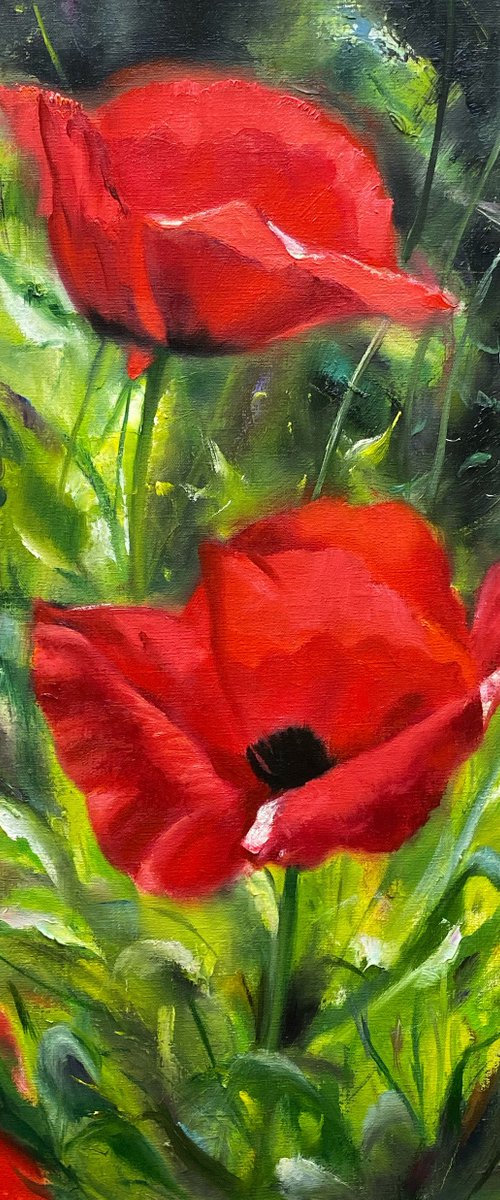 Poppies by Farzaneh Maddahi