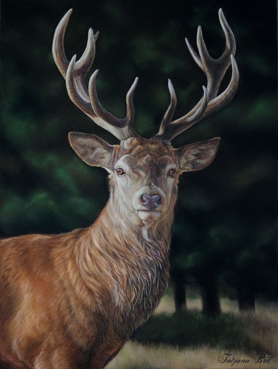 Deer stag in pastel by Tatjana Bril | Artfinder