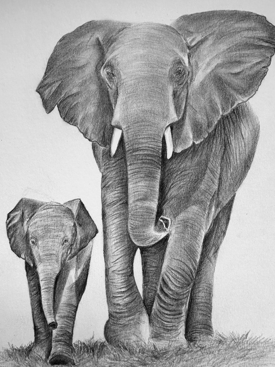 Elephants together by Maxine Taylor