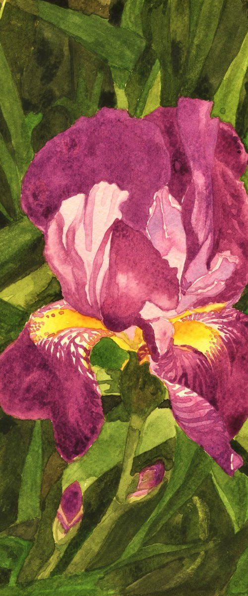 IRIS by Nives Palmić