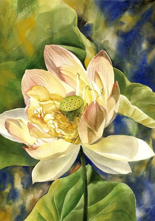 Enchanting lotus by Alfred  Ng
