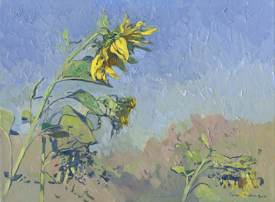 Sunflowers