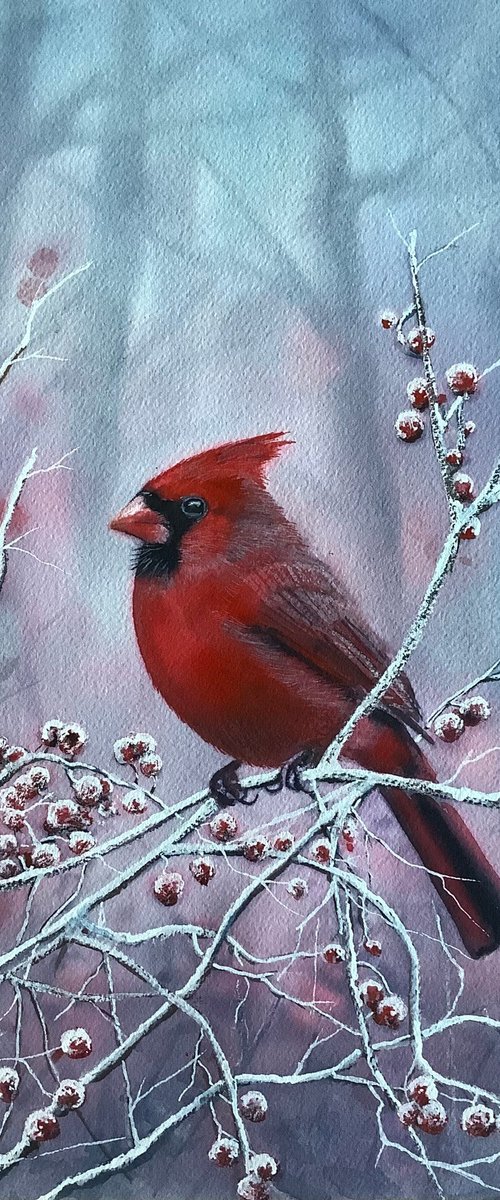Northern Cardinal by Darren Carey