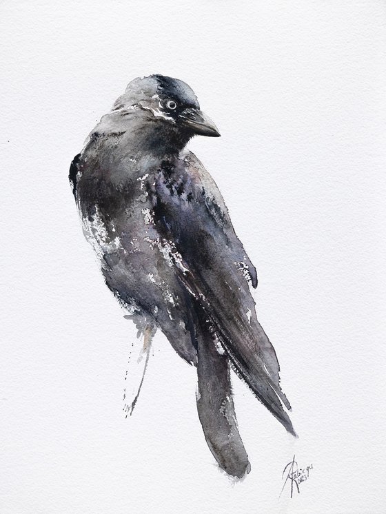 Jackdaw