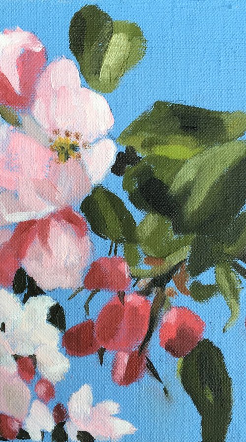 Apple Blossom by Alison Chambers