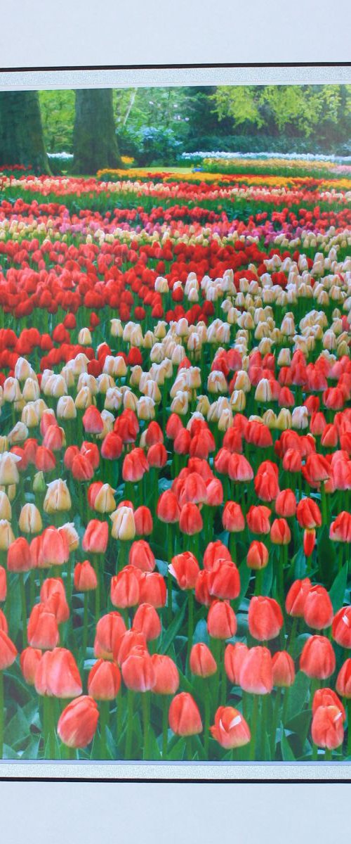 Tulips by Robin Clarke