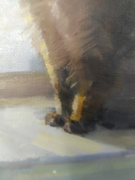 Cat