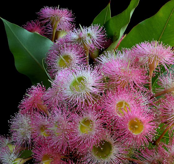 Corymbia Precious Pearl