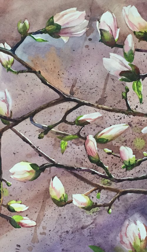 Spring flowers of Paris. Magnolia flowers. by Natalia Veyner