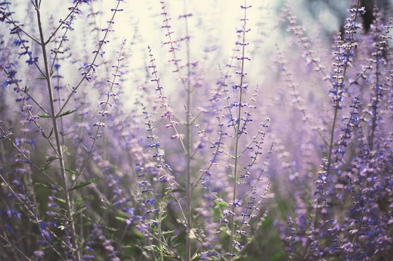 Lavender