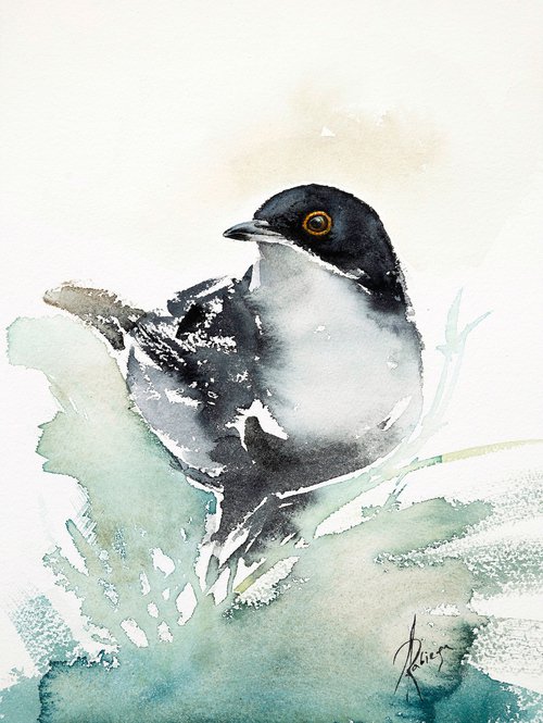 Sardinian warbler by Andrzej Rabiega