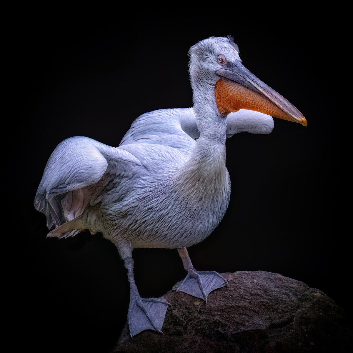 Animal Photograph By Paul Nash, 24 X 24", Dalmatian Pelican On A Rock, Original Artwork