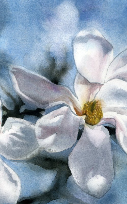 morning magnolia by Alfred  Ng
