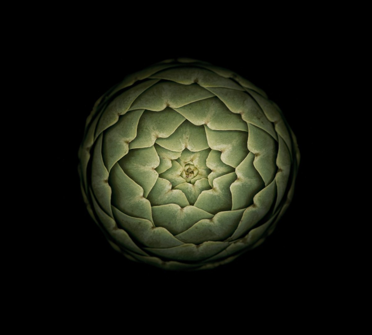 Artichoke by Robert Houser