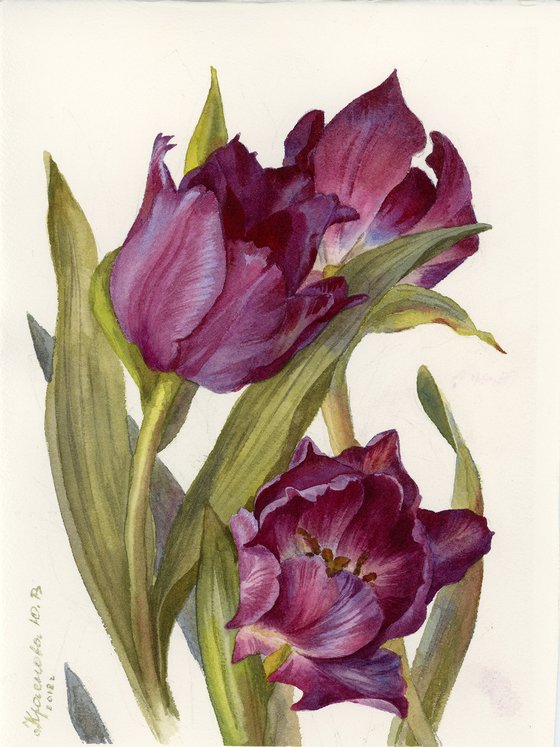 Dark tulips