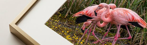 Los Flamingos