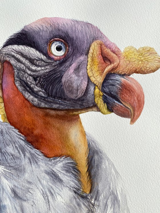King Vulture, bird portrait