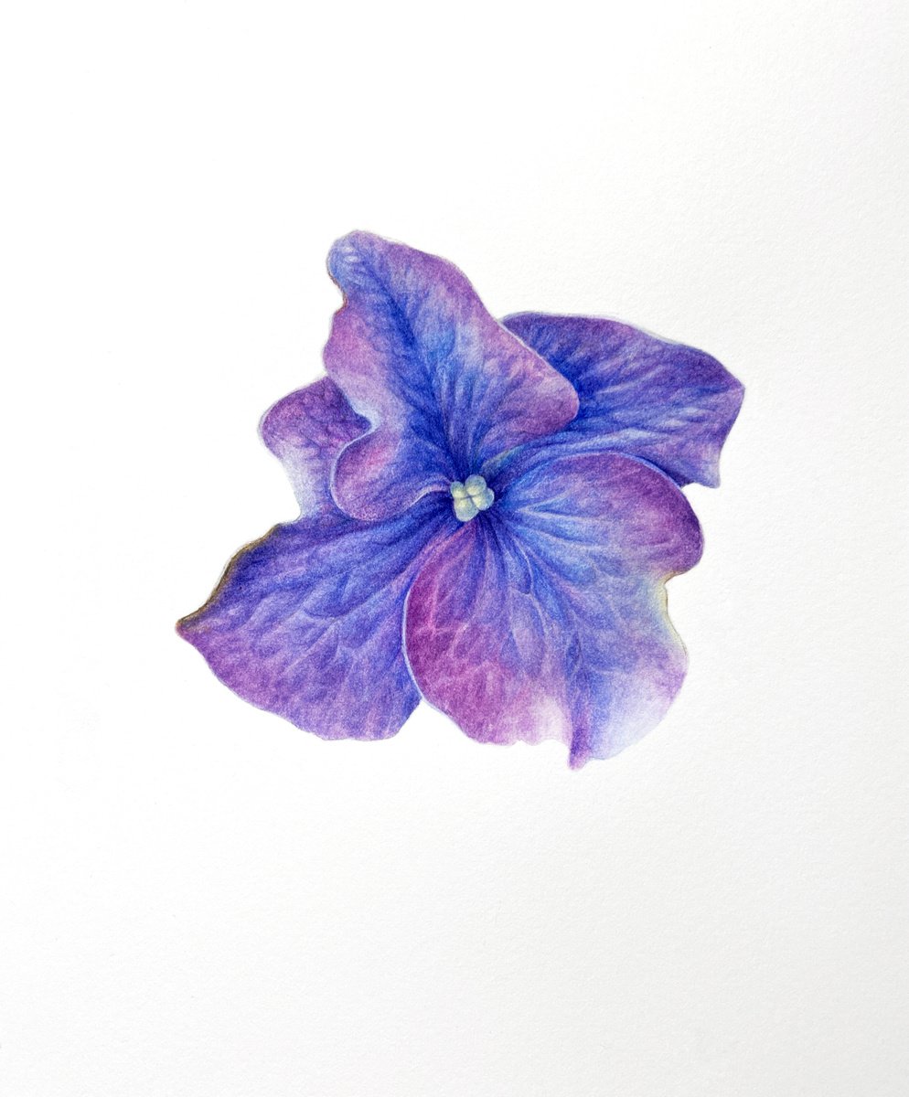 Violet Hydrangea 16x19 cm (2021) small botanical watercolor painting by Alisa Diakova