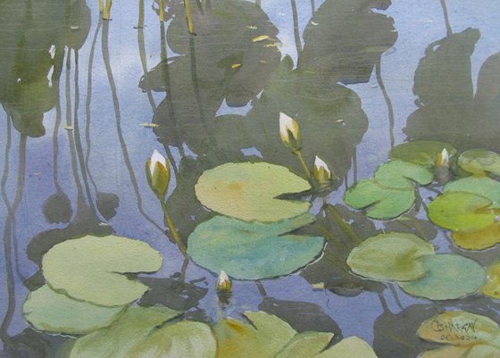 Lotus pond 2