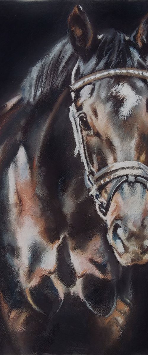 A series of horse portraits Aramis by Magdalena Palega