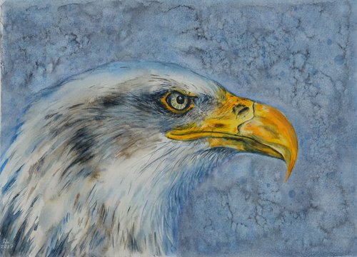 Bald Eagle by Ilona Borodulina