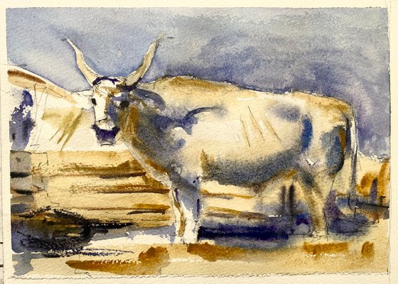 White Ox…..