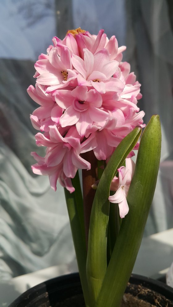 Hyacinth spring art