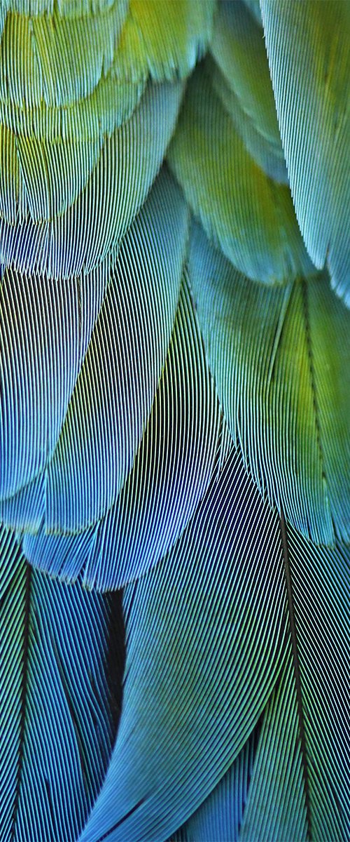 Blue Feathers #2 by Alicia Bock