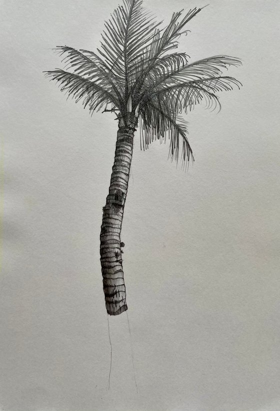 Palm Tree, Kenting