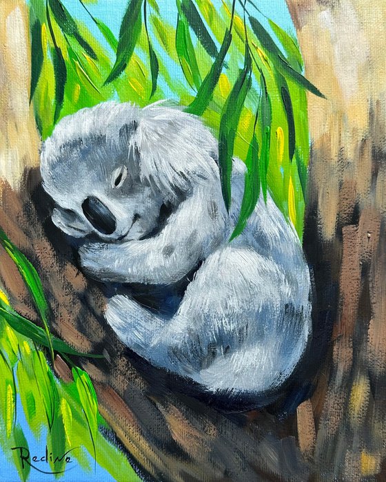 Sweet dreams – Sleeping Koala