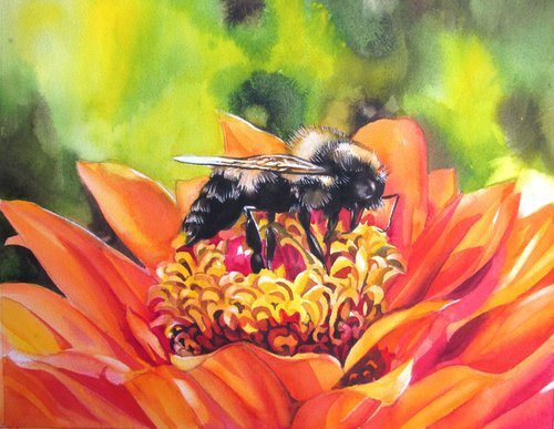 Bee with Zinnia by Alfred  Ng
