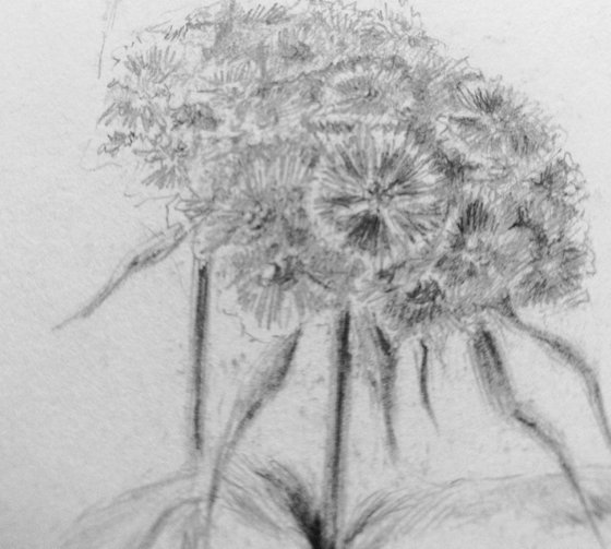 Turkish Carnation. Original pencil drawing on paper