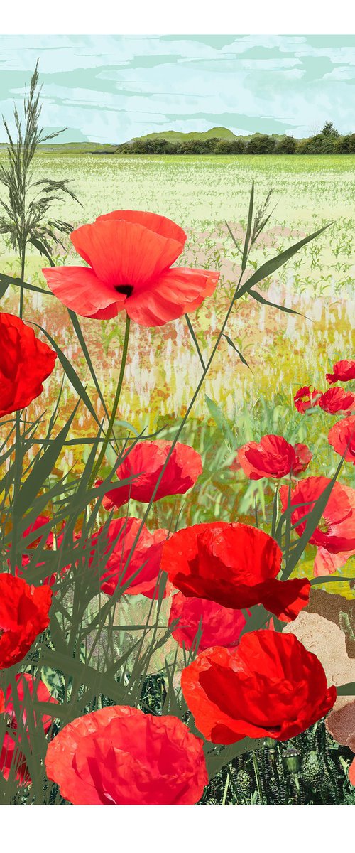 Poppies by Claire Gill
