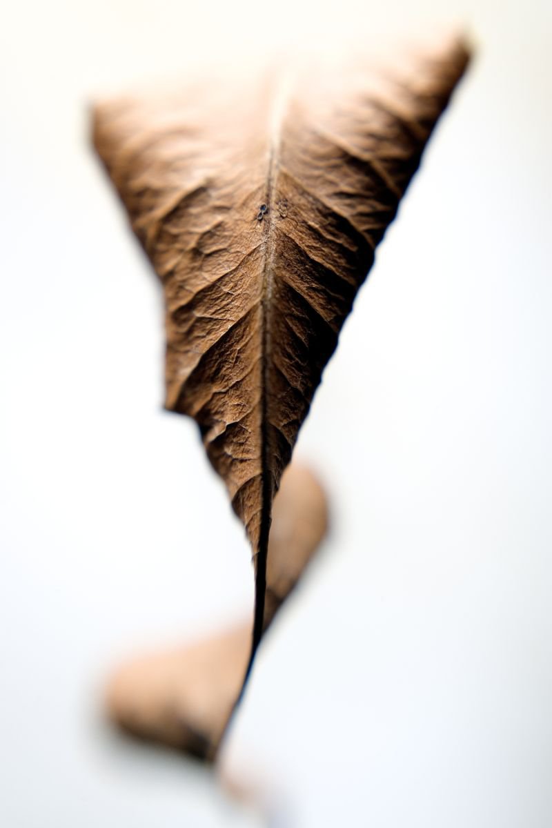 Leaf #10 by Peter Iverson