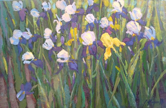 irises