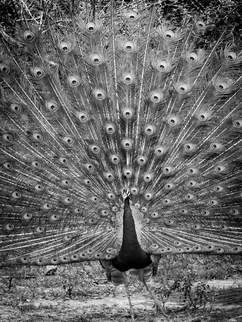 Peacock Yala National Park   - Sri Lanka by Stephen Hodgetts Photography