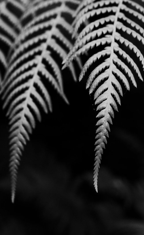 Fern I [Framed; also available unframed] by Charles Brabin